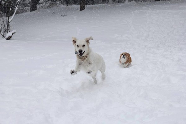 Corgi dog chasing a labrador retriever in the snow