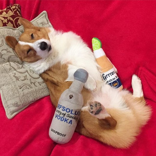 corgi dog lying on back on sofa asleep with alcohol dog toys