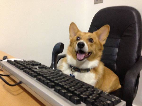 corgi dog sitting at an office desk