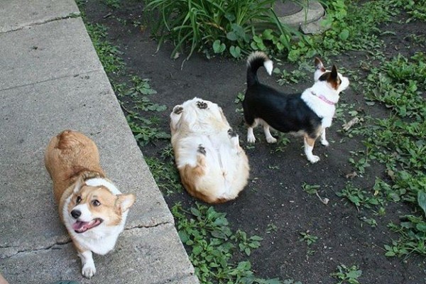 corgi dogs and jack russell on a walk one of them fallen over lying on his back