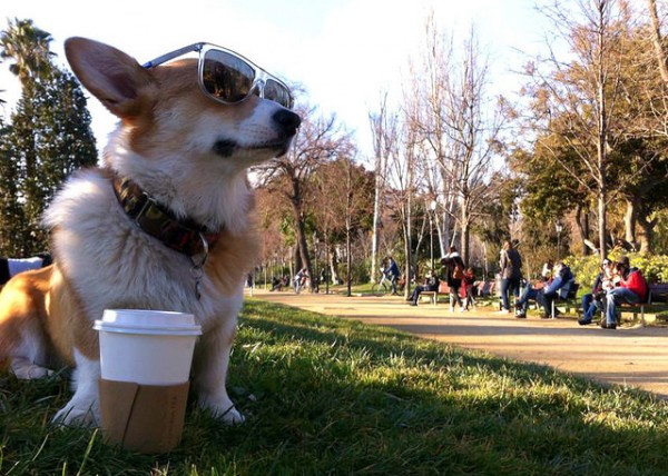 corgi wearing sunglasses with a cup of coffee in the park in the sun