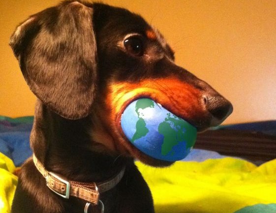 crusoe the celebrity dachshund with the earth globe