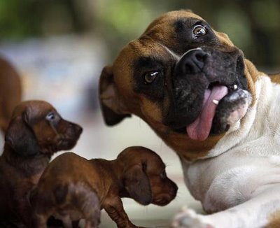 cute-dachshund-puppies-and a boxer dog posing for a picture