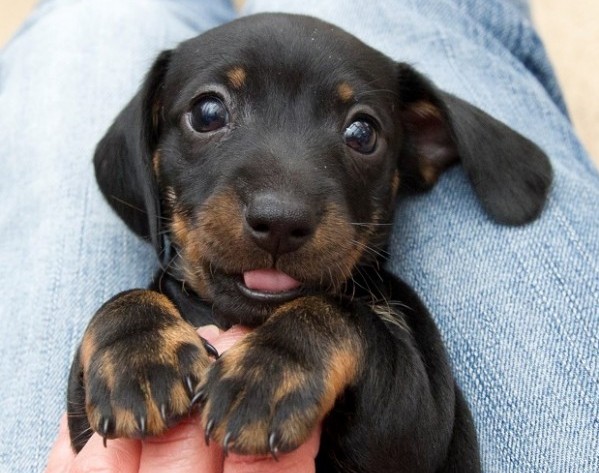 cute-dachshund-puppy-wiener dogs lying on back looking into the camera