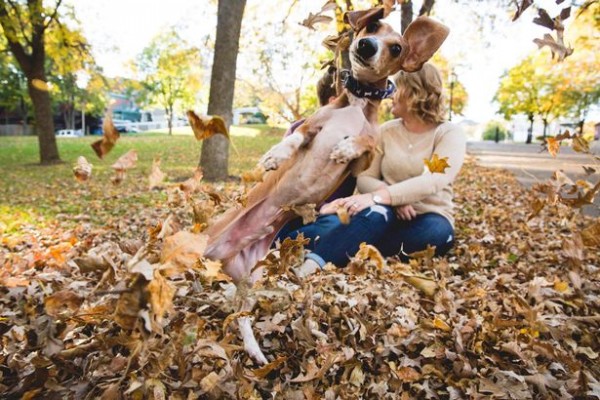 dachshund dog photobomb on an autumnal day