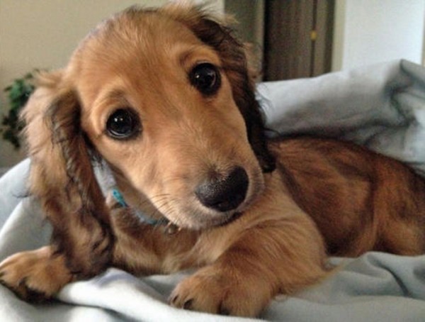 dachshund puppy looking into the camera wiener dogs