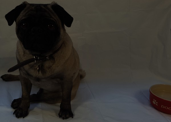 Experimenta con la iluminación fotos de tu perro