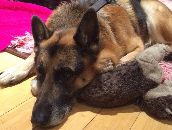 german shepherd dog lying on the floor for the epilepsy in dogs dogbuddy blog post