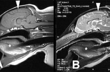 MRI Scans von einem Hund mit Epilepsie. Die Zunge kann klar im Mund erkennt werden und das Gehirn wird im Detail gezeigt. A: Diese Bild zeigt die Rückenmarkflüssigkeit, welche das Gehirn umgibt und durch das Gehirn zirkuliert. B: Dieses Bild zeigt die Rückenmarkflüssigkeit (in weiss) und es zeigt auch die verschiedenen Arten von Hirngewebe. Dieser Unterschied ist am besten im Kleinhirn sichtbar. (Pfeil)