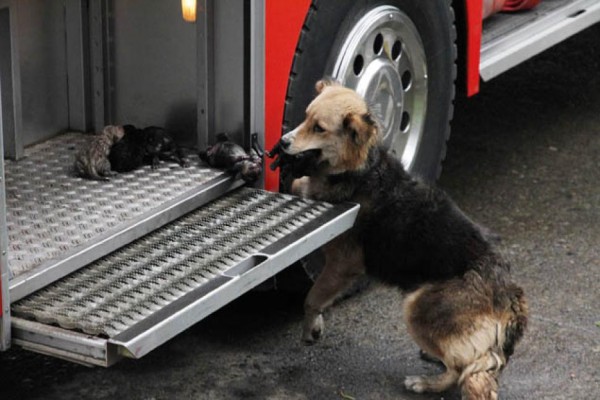 mamma cane ha salvato i suoi cuccioli dal fuoco