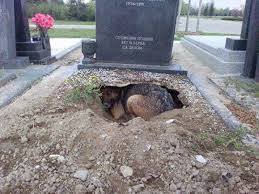 cane ha partorito sotto una tomba