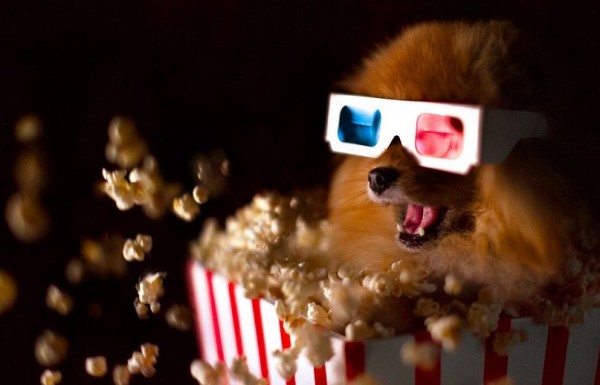 pomeranian dog at the cinema watching a film with a bucket of popcorn