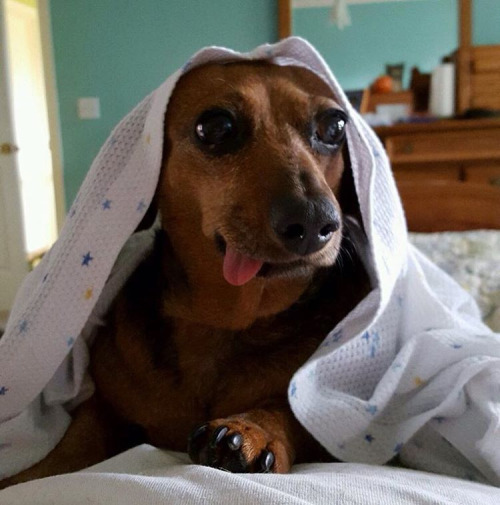 Wursthund unter Decke