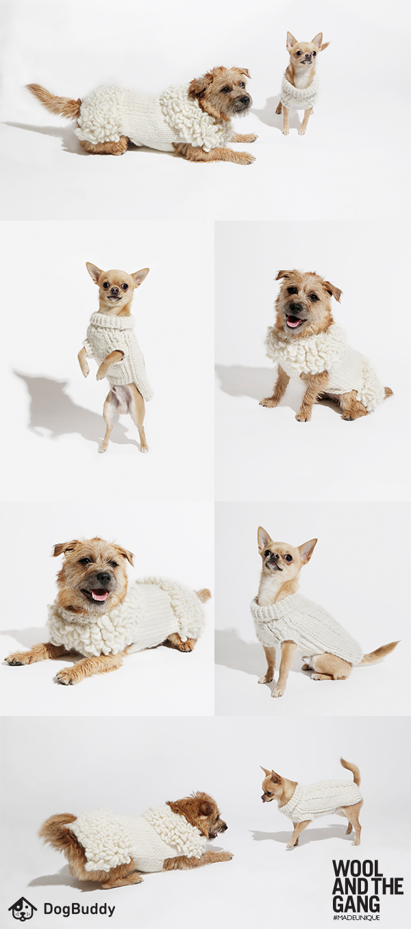 wool and the gang dogbuddy dog fashion