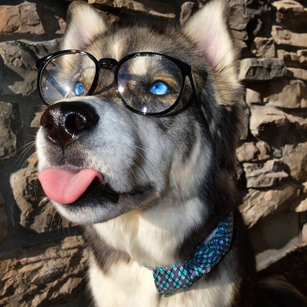 husky con occhi azzurri e occhiali