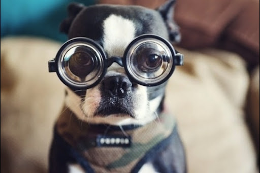 perro con gafas estilo zoolander