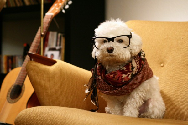 cane con occhiali sul divano con chitarra