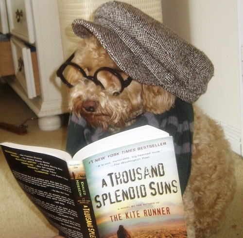 barboncino legge un libro con cappello stile zoolander