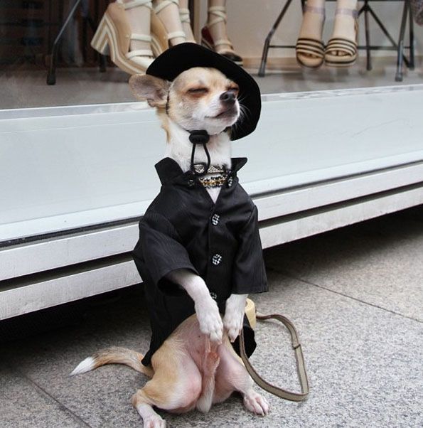 Chihuahua vestido estilo zoolander 