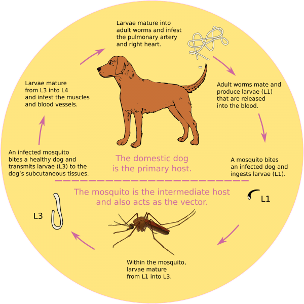  life cycle of heartworm disease from mosquito Dirofilaria_immitis_lifecycle.svg