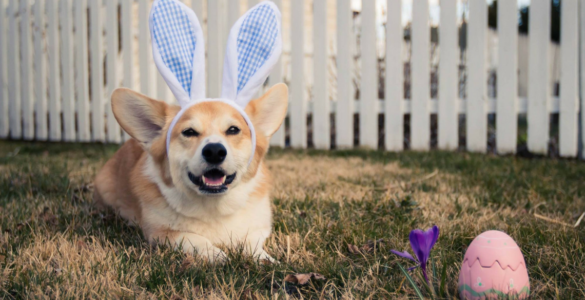 6 Easter Dog Treats You Should Be Making - DogBuddy Blog