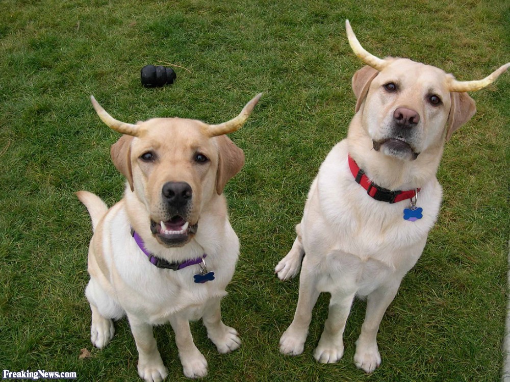Labradorer med horn på gräsmatta