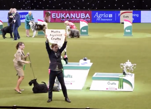 Mutts-against-Crufts protestor scandal at crufts