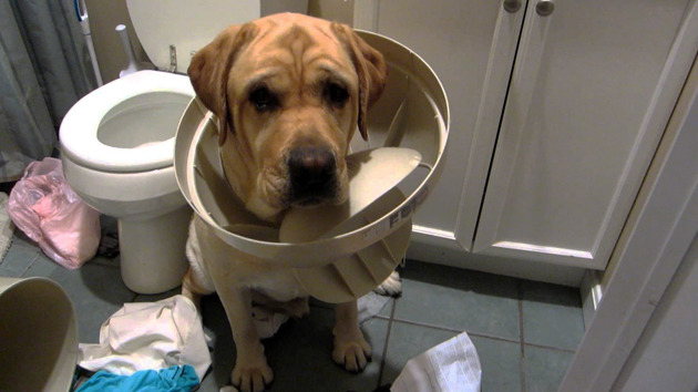 Busig labrador blir tagen på bar gärning i toalett med soptunnelock på huvudet