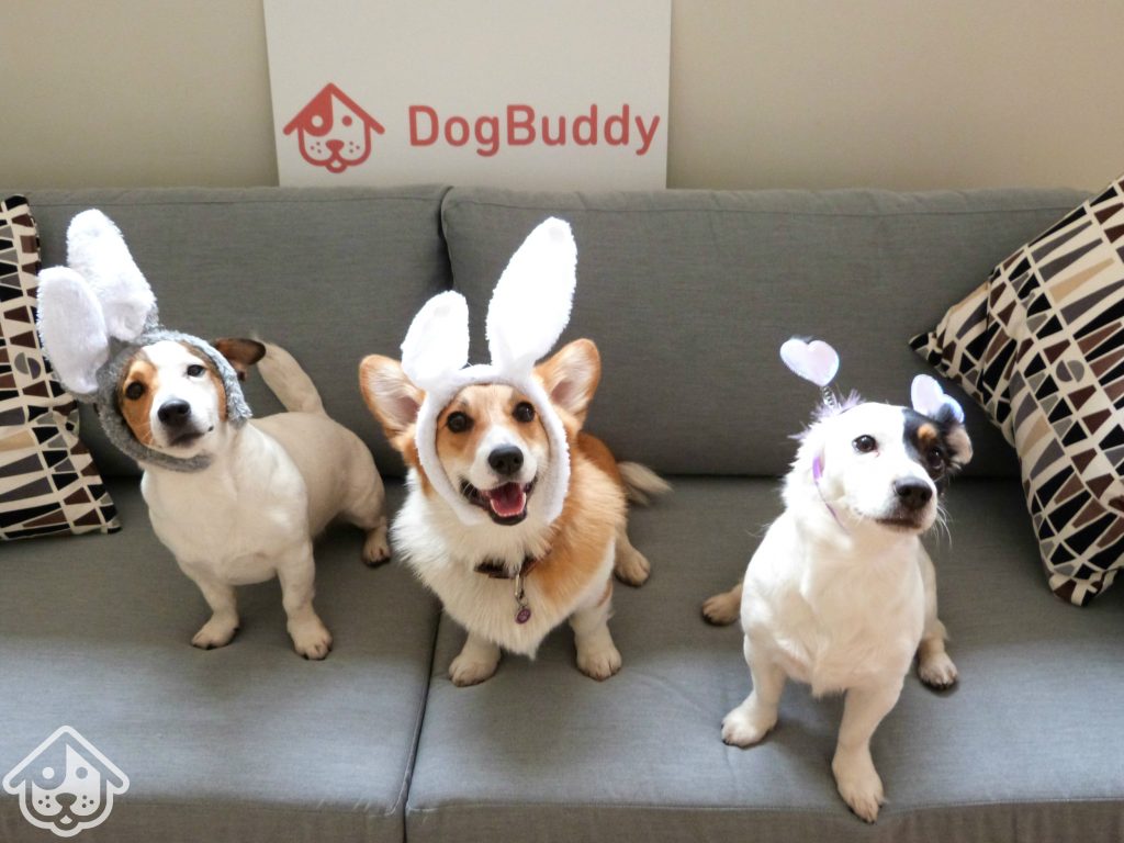 dogbuddy pâques fête chiens
