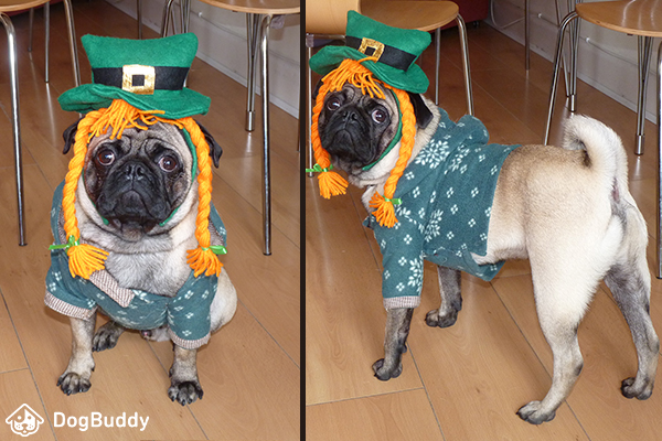 Ramon the fawn pug wearing costume for St. Patrick's Day
