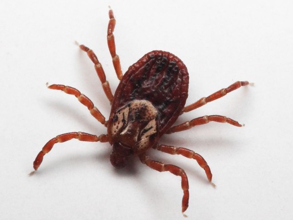 Tick vector for Babesiosis