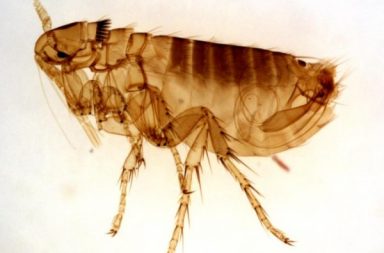 adult-male-flea dangers for dogs in spring