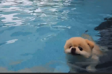 Boo Pomeranian Pup Swimming