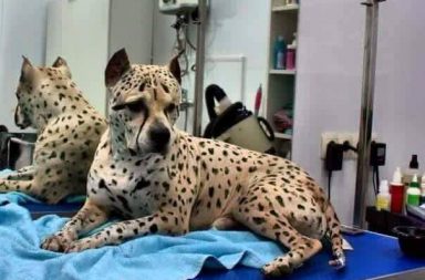creative dog grooming cheetah wild cat