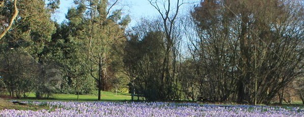 crocuses-early-spring-crocus-lawn-at-kew-gardens-london-uk-D3E39A