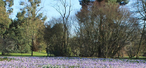 crocuses-early-spring-crocus-lawn-at-kew-gardens-london-uk-D3E39A