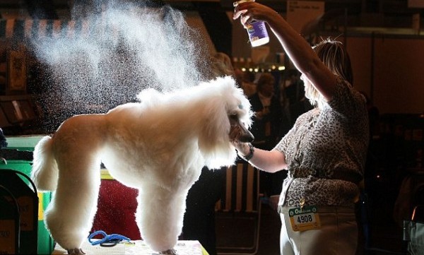crufts poodle hairspray