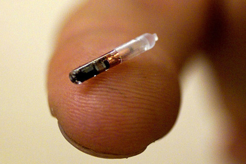 A vet holds a micro-chip identity tag which can be inserted under the skin of a dog or cat's neck.