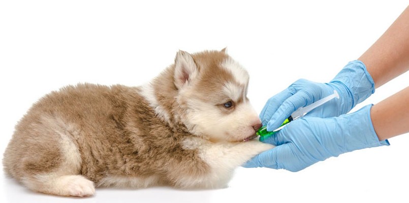 dog-puppy-vet-vaccinations