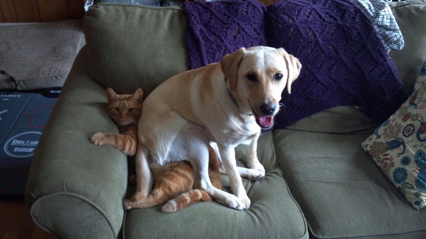 labrador sitting on a cat in the sofa