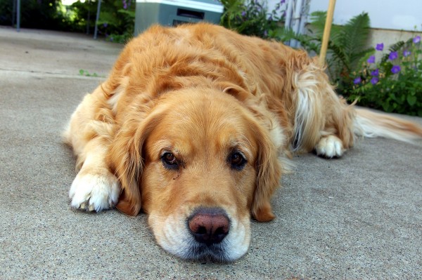 malattie comuni nei cani vomito