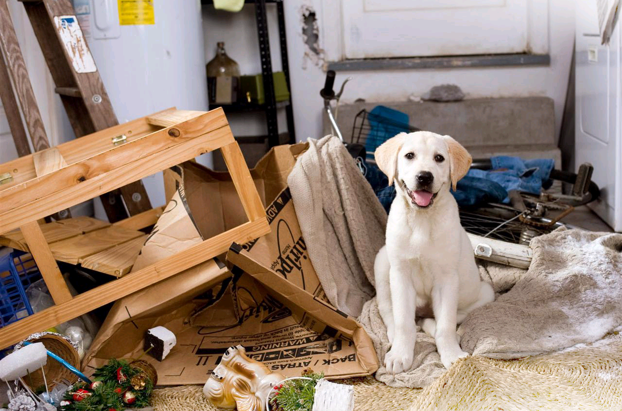 средства чтобы собака не грызла мебель и обои