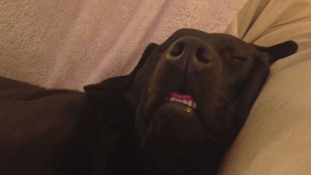 Svart labrador sover