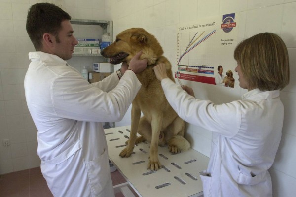 Due veterinari mettono il microchip a un cane