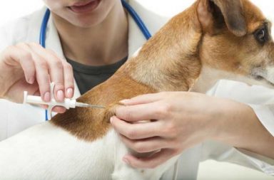 A Vet carefully inserts the needle for a microchipping implantation.