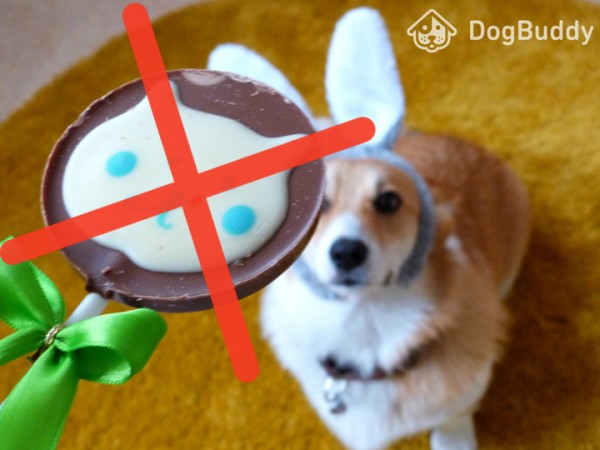 non dare cioccolata al tuo cane a pasqua