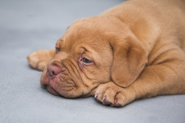 puppy-dog-sick-sleep ibd