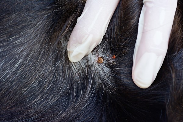 closeup of red ticks babesiosis on black dog fur