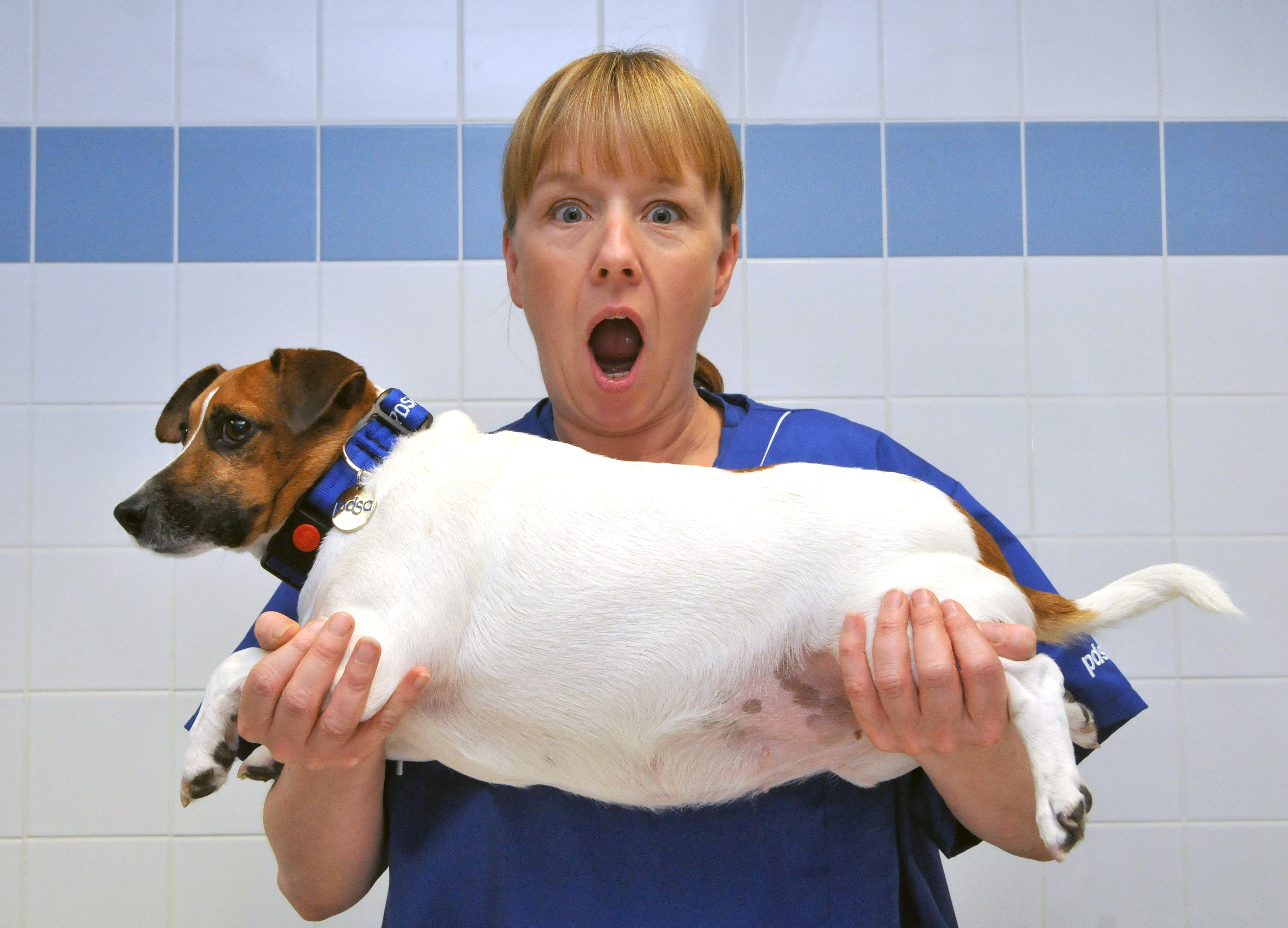 016_BEFORE PDSA head nurse Lindsay Atkinson struggles to hold Pet Fit Club finalist Ruby lose dog weight