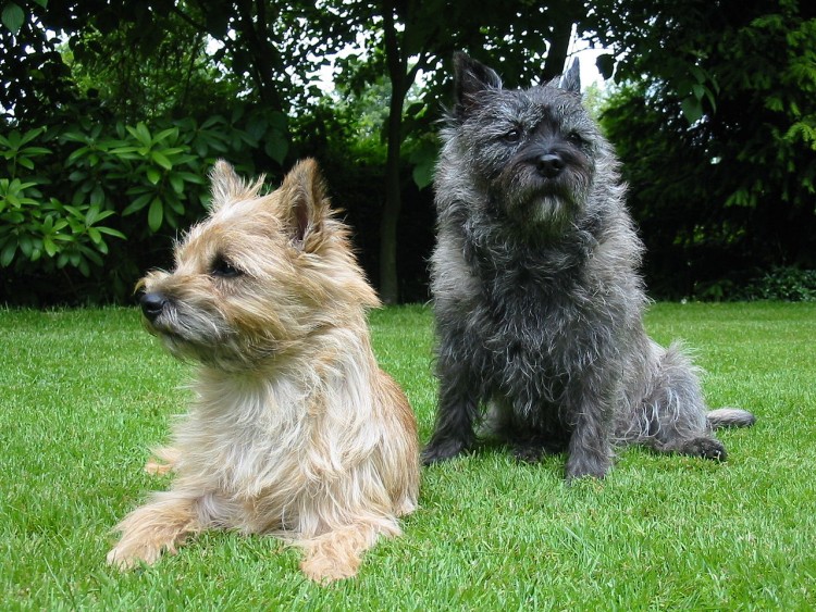 Terrier dogs small breeds